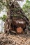 Wooden Roots of big trees Prasat Pram Temple ruins Koh Ker Cambodia