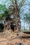 Wooden Roots of big trees Prasat Pram Temple ruins Koh Ker Cambodia