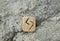 Wooden rune Jera on stone outdoors, closeup