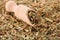 Wooden scoop and aromatic dried lemongrass, closeup