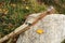 Wooden sheath sword stands on a stand on a stone