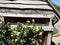 Wooden shed with Roses