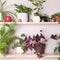 Wooden shelves with various houseplants.