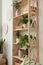 Wooden shelving unit with beautiful house plants indoors. Home design idea