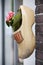 Wooden shoe with plant