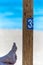 Wooden sign on the beach. number 35