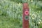 Wooden sign points to a hiking trail on yellow daffodil flowers background