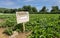 Wooden sign in strawberries field.