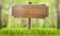 Wooden sign in summer forest grass