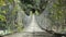 Wooden Simple Suspension Bridge Over River in Flowering Forest