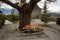 Wooden sleighs standing next to big tree