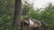 Wooden snag in the form of a pagan idol against forest