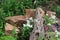 The wooden snag rounded with stones. Gardening landscape