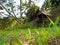 A wooden spirit house on hill