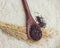 Wooden spoon and Ears of black(Riceberry)