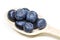A wooden spoon full of ripe blueberries on the table. Fresh ripe juicy bilberries.