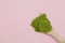 Wooden spoon with green matcha tea powder on pink background