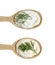 Wooden spoon sour cream isolated yogurt natural