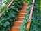 Wooden staircase decorated with large green plants