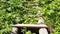 Wooden staircase in dense foliage. overgrown ladder made of wood. beautiful landscape in the park