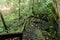 Wooden stairs at beautiful tropical rainforest at Gunung Mulu National park.