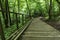 Wooden Stairs Hiking Path in the Forest at Summer Season