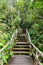 Wooden stairs on nature trail in Asian forest.