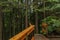 Wooden stairs and pathway through the pine trees in the Lynn Canyon Park forest in Vancouver, Canada