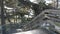 Wooden stairs to Lone Cypress, 17-mile drive, Monterey, California. Pine trees.