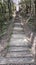 Wooden stairs Trail Through the Forest