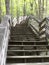 Wooden stairs in woodlands setting