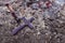 Wooden stake and cross lying on the ashes