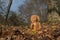 Wooden statue of Buddha in forest, namaste