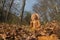 Wooden statue of Buddha in forest, namaste