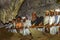 Wooden statues of Tau Tau in TampangAllo burial cave at Tana Tor