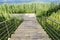 Wooden steps down to the river among the trees and bushes