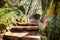 Wooden steps going up through a green forest in Marin County, north San Francisco bay area, California