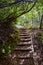 Wooden steps path in the forest