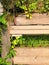 wooden steps, walkway, beautiful tropical garden with exotic plants and flowers. green floral background