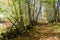 Wooden stile crossing a mossy stone wall by a trail in fall season