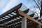 Wooden structure of the pergola supported by smooth cylindrical white columns shelter of a gazebo pergola. roof lined with glass.