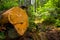 Wooden stump in forest