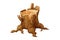 Wooden stump forest tree trunk with roots, cut section in cartoon style isolated. Plant detailed.