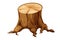 Wooden stump forest tree trunk with roots, cut section in cartoon style isolated. Plant detailed.