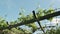 Wooden sunroof ceiling with young grape shoots