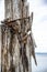 Wooden support of an old pier wrapped in a rusty cable