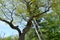 Wooden supports or poles on old tree