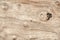 Wooden surface closeup