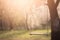 a wooden swing hanging from a tree in a park with grass and trees in the background and sunlight streaming through the trees in