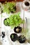 Wooden table with aromatic herbs